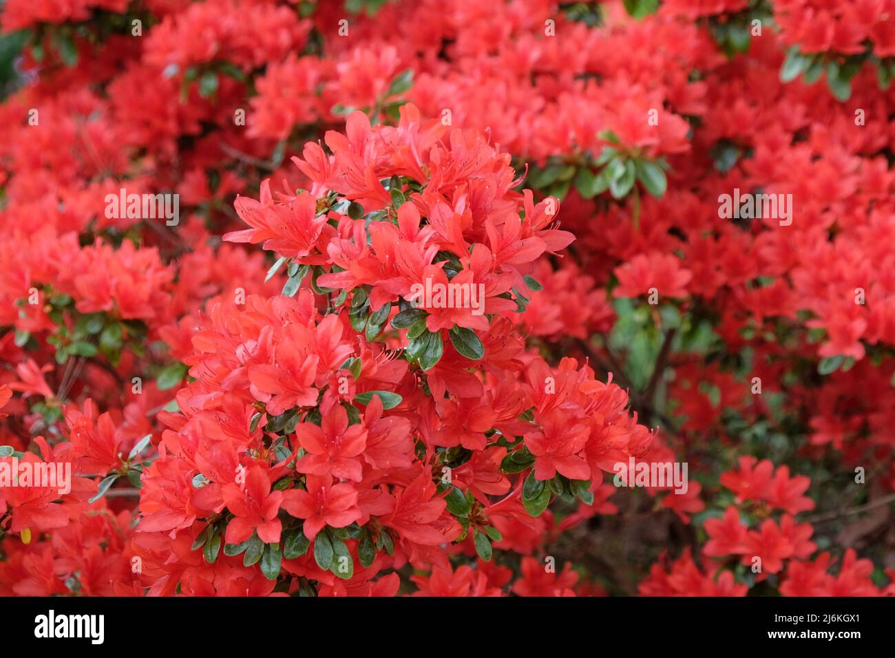 Red Rhododendron 'Rustica' in flower Stock Photo