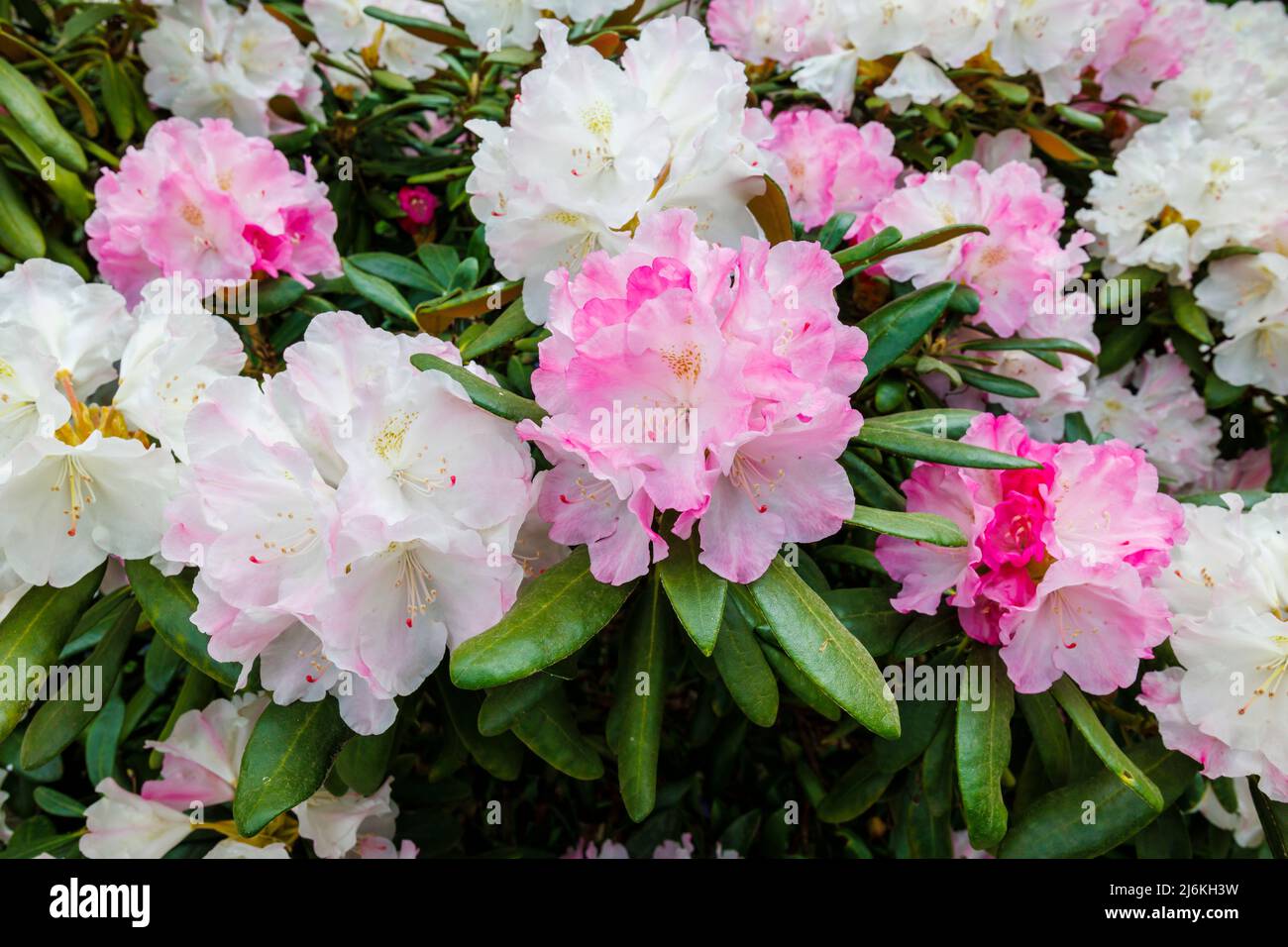 Pretty pink and white blooms of Japanese rhododendron 'yakushimanum' flowering in spring on Battleston Hill at RHS Garden Wisley, Surrey Stock Photo