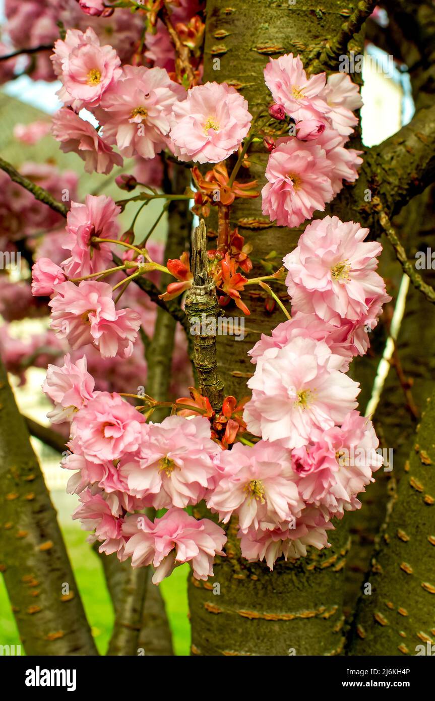 Cherry pink with pink flowers, at close range, Prunus subhirtella comes from Japan Stock Photo