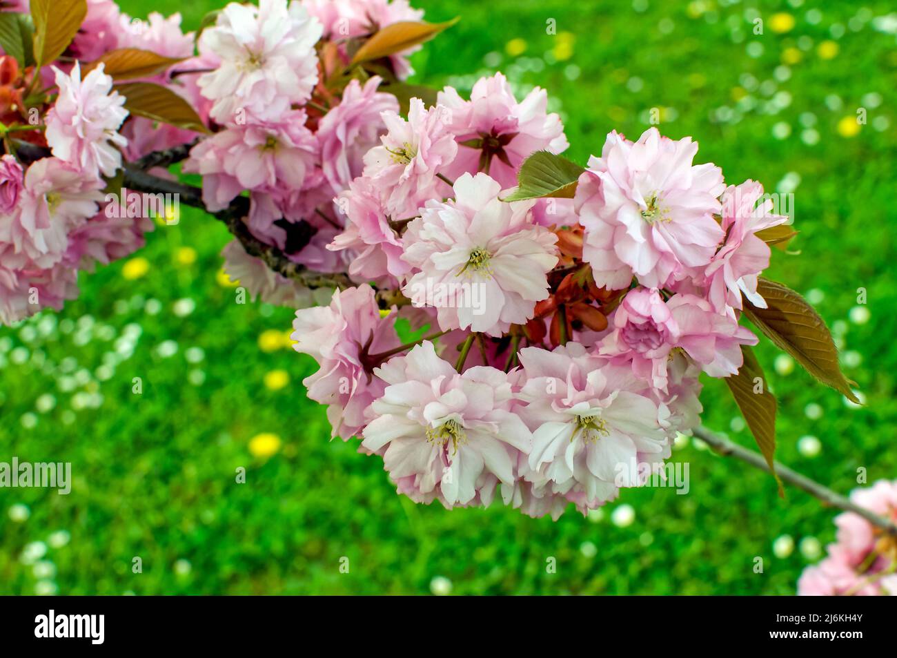 Cherry pink with pink flowers, at close range, Prunus subhirtella comes from Japan Stock Photo