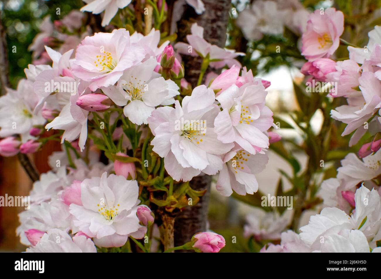 White-pink flowering cherry, at close range, Cerasus serrulata G. Don., Also known as Japanese cherry, Comes from China Stock Photo