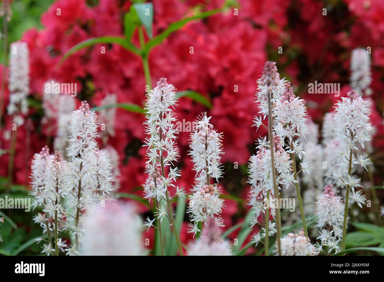 White heartleaf foamflower in bloom. Stock Photo