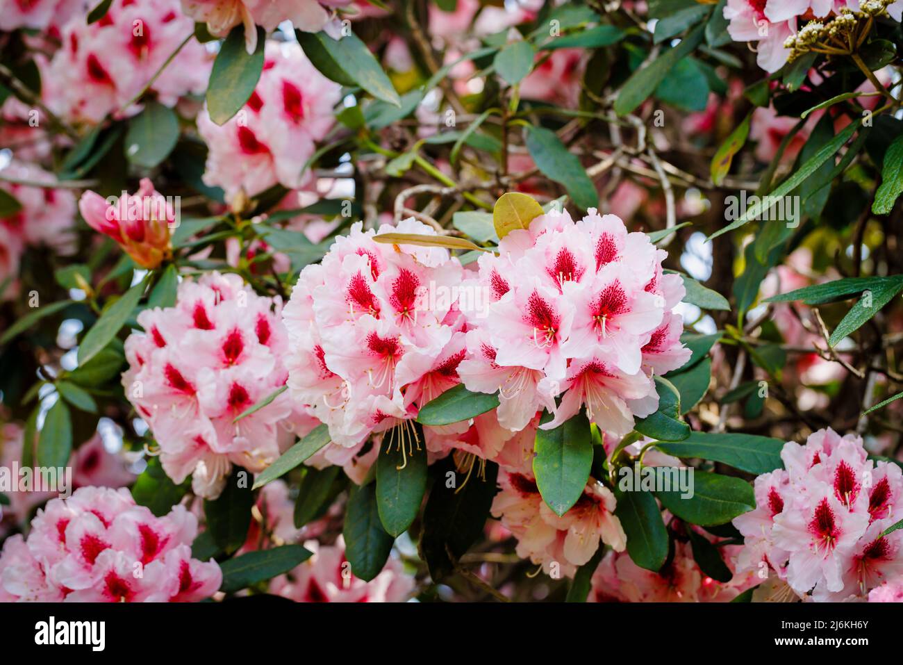 Large rhododendron flower heads with pink petals and mottled deep red throats growing in a garden in Surrey, south-east England Stock Photo