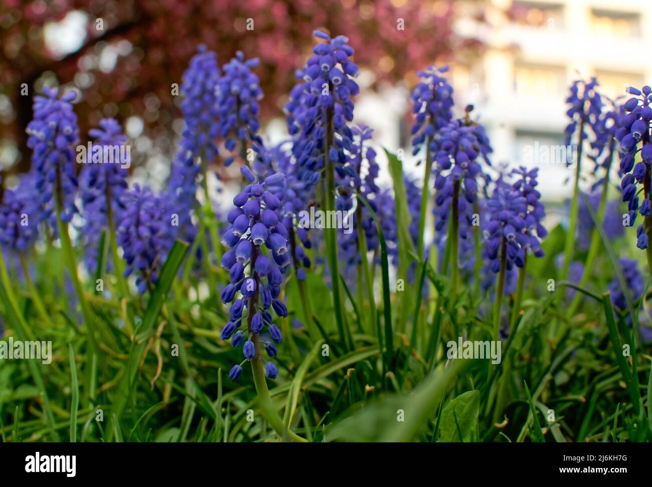 Armenian grape hyacinth, Muscari armeniacum, blue flowers in dense clusters at close range Stock Photo