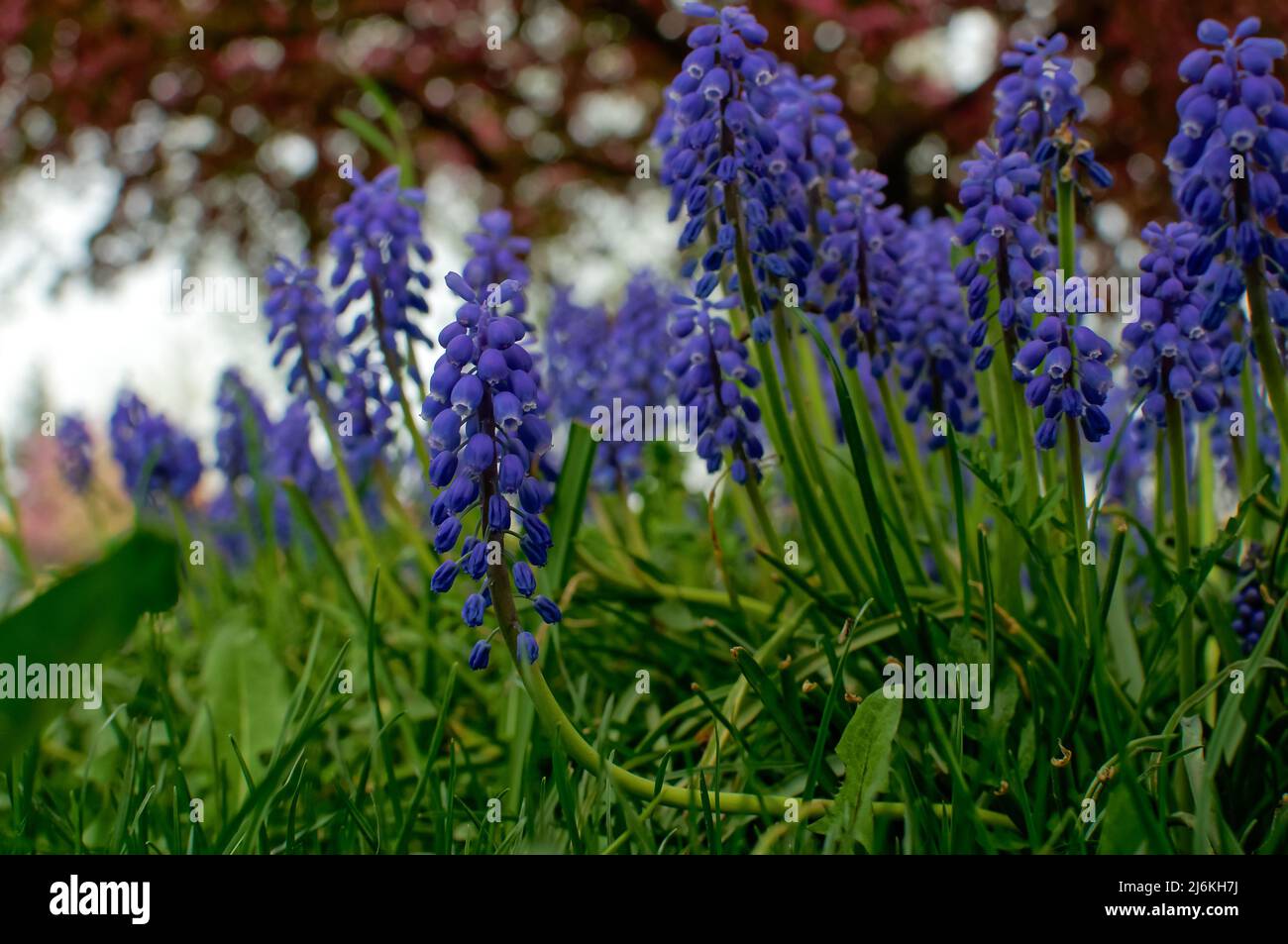 Dense clusters of flowers hires stock photography and images Alamy
