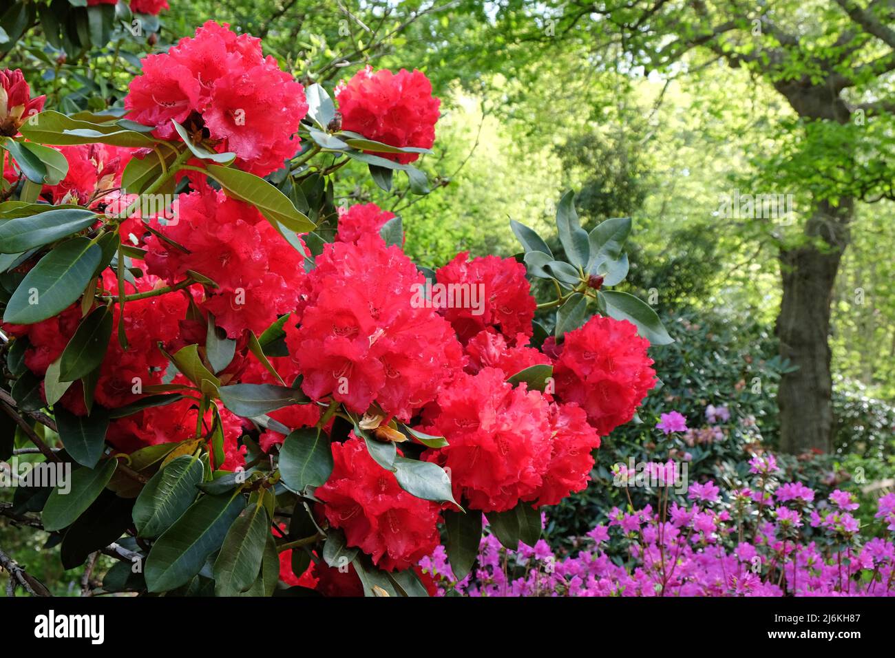 Bright red rhododendron 'Markeeta's Prize' in flower Stock Photo