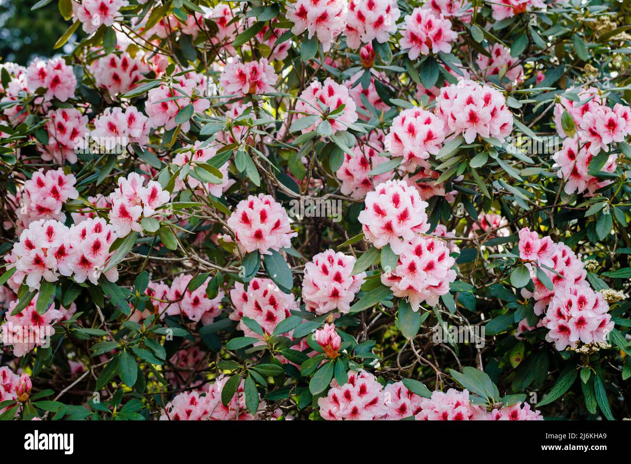 Large rhododendron flower heads with pink petals and mottled deep red throats growing in a garden in Surrey, south-east England Stock Photo