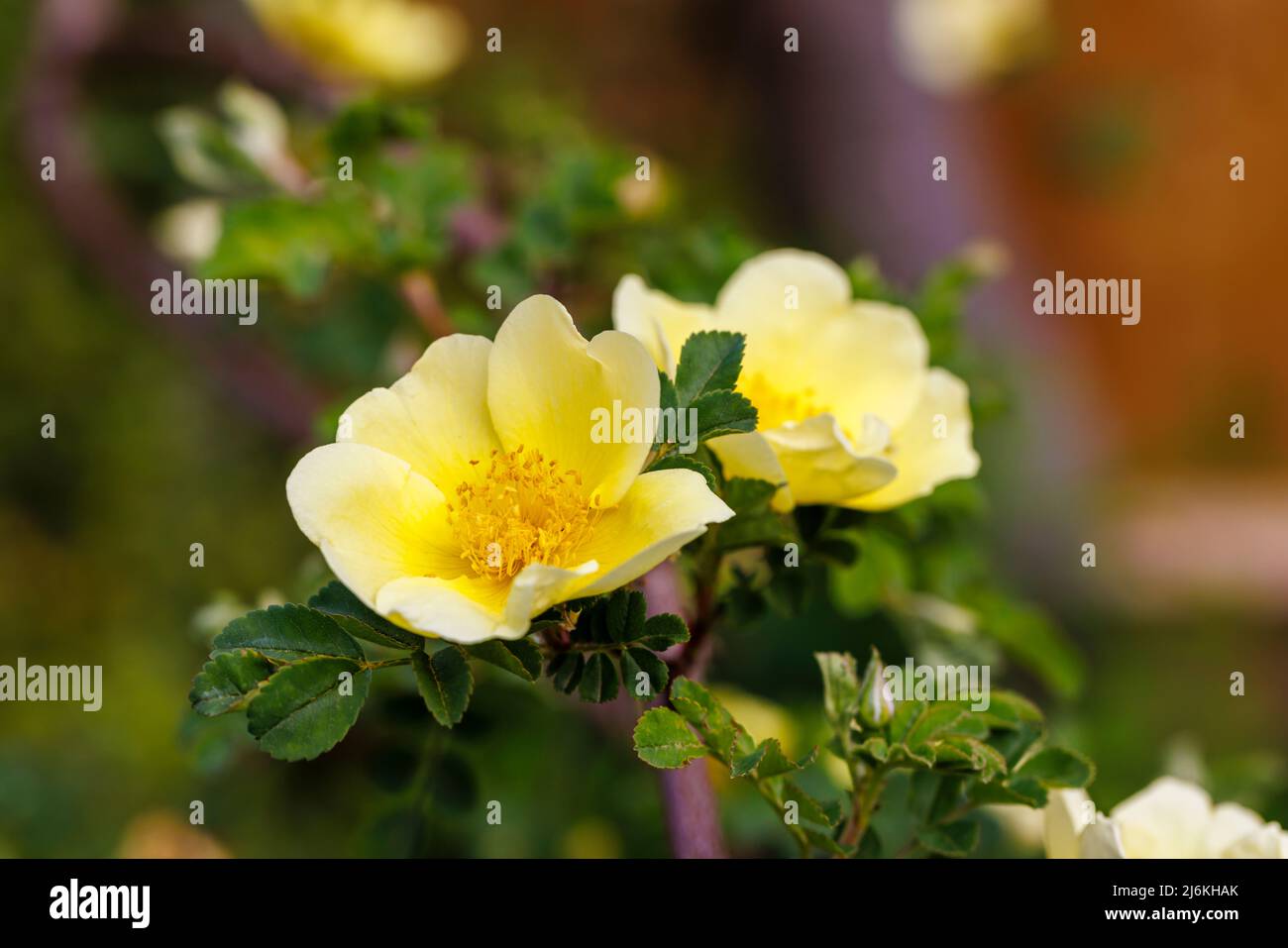 Early flowering large yellow shrub rose, single flowers of Rosa xanthina var. Spontanea 'Canary Bird', RHS Award of Garden Merit winner Stock Photo