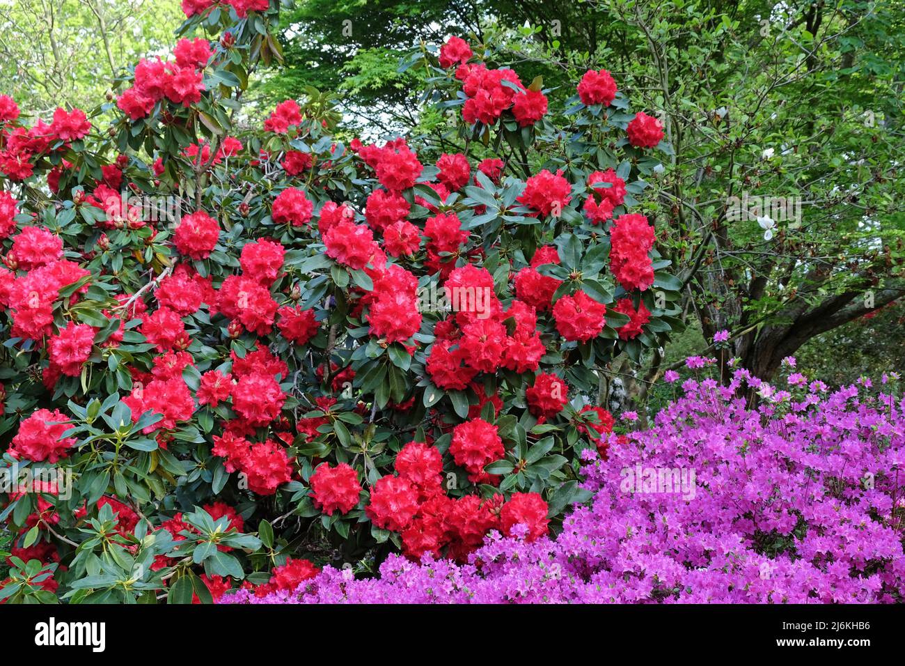Bright red rhododendron 'Markeeta's Prize' in flower Stock Photo