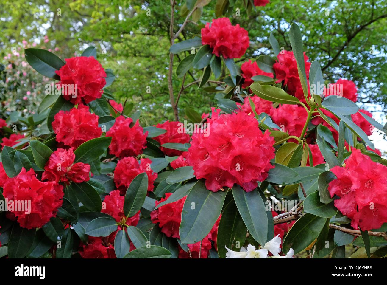 Bright red rhododendron 'Markeeta's Prize' in flower Stock Photo - Alamy