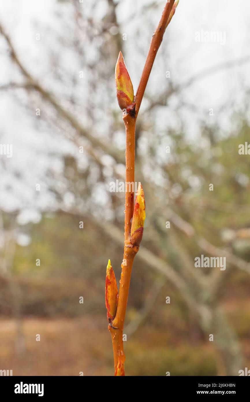 First spring buds on tree branch ready to blossom into leaves to begin