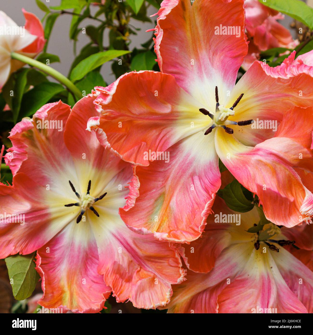 Irregular shaped frilly edged petals of large multi-coloured Apricot Parrot tulips in bloom in late spring, grown in a garden in Surrey, SE England Stock Photo