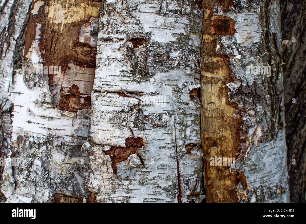 wood texture with white bark, birch board, background wallpaper for projects Stock Photo