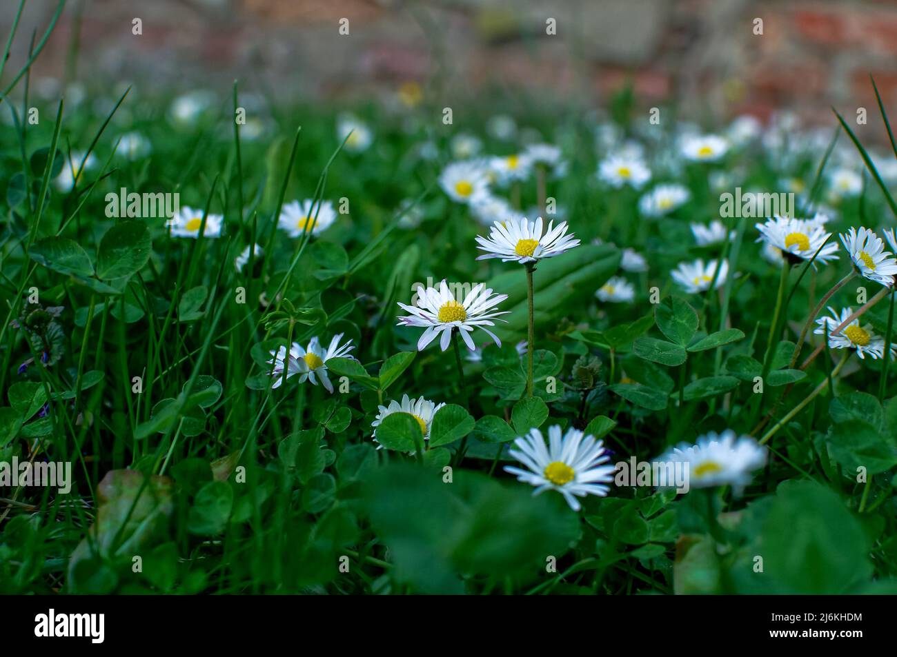 Common daisy, spring white flowers with a yellow basket, Bellis