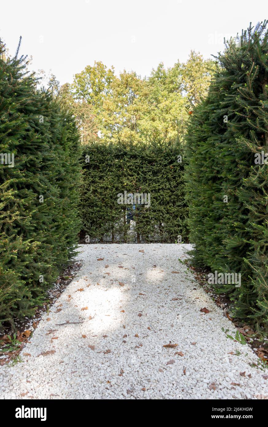 Live hedge from Thuja western Smaragd, landscape design, labyrinth in the park Stock Photo