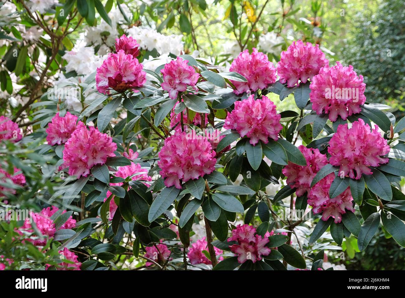 Rhododendron 'Elsie Watson' in flower Stock Photo