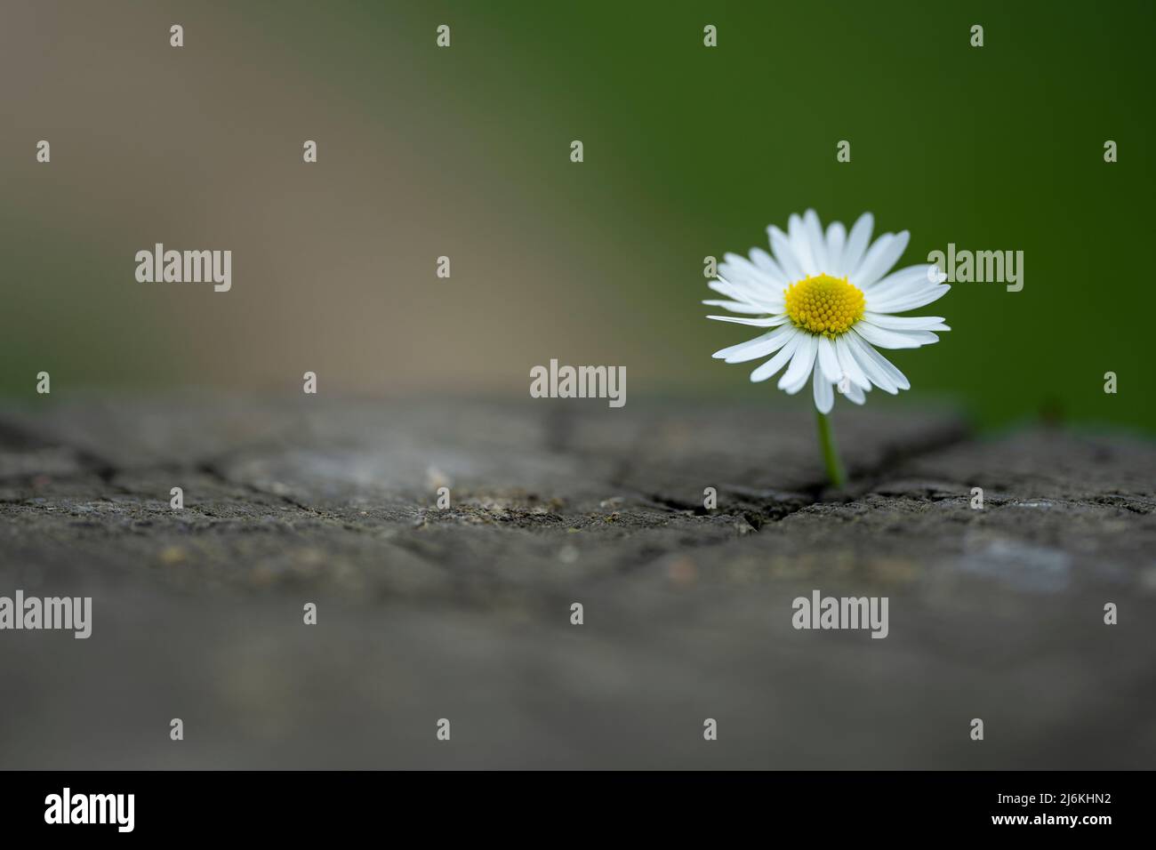 Daisy flower growing from the crack on the old tree stump Stock Photo