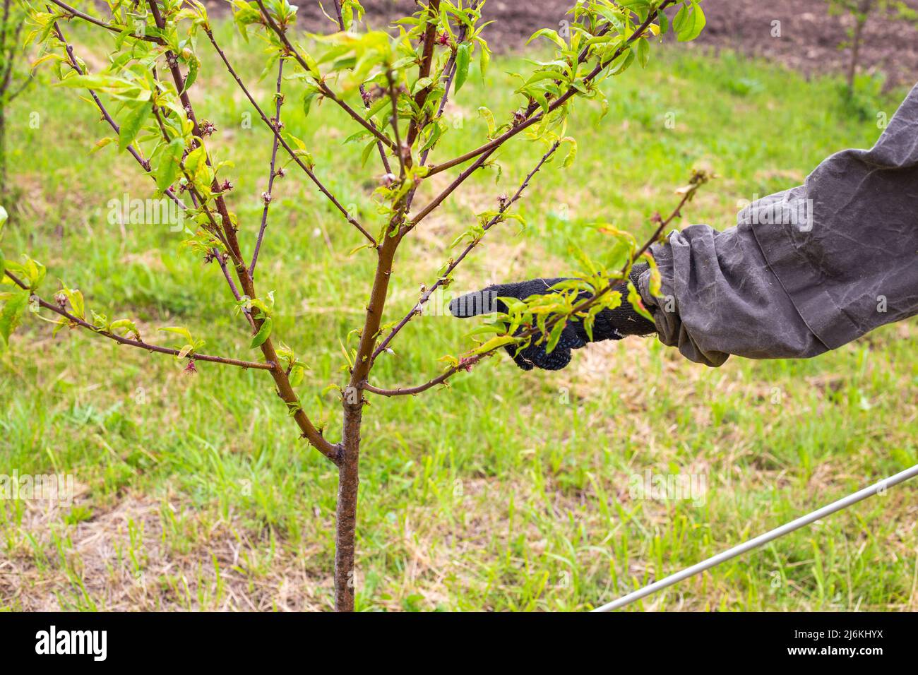 A farmer points a finger at a diseased plant, spraying young fruit trees from parasites and diseases. Garden care. Stock Photo