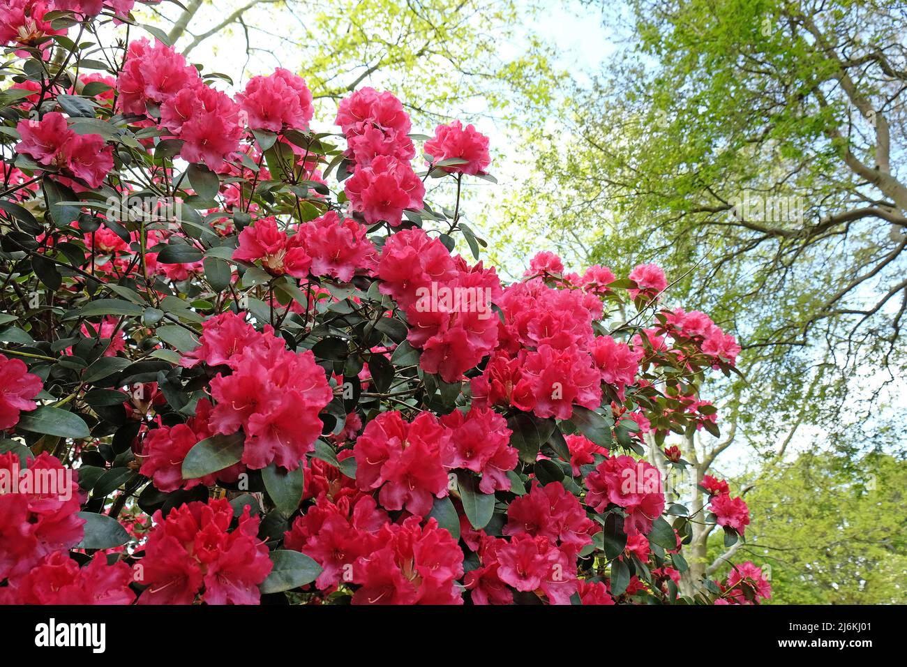 Pink Rhododendron 'Wilgen's Surprise' in flower Stock Photo