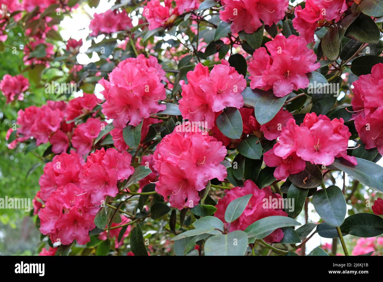 Pink Rhododendron 'Wilgen's Surprise' in flower Stock Photo