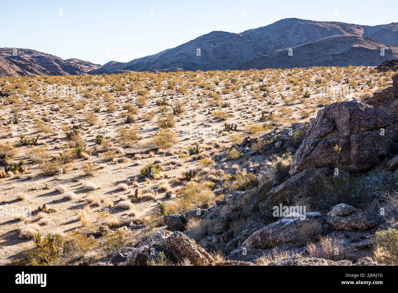 Mountains and Creosote flats near the Indian Cove entrance to Joshua Tree National Park. Stock Photo