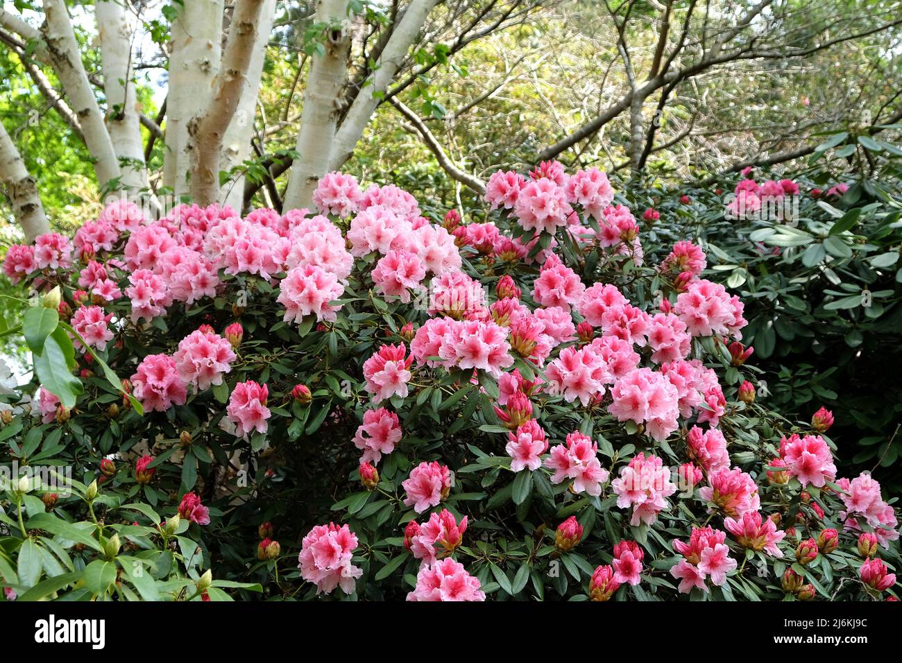 Pink and white Rhododendron ‘Hydon Dawn’ in flower Stock Photo - Alamy