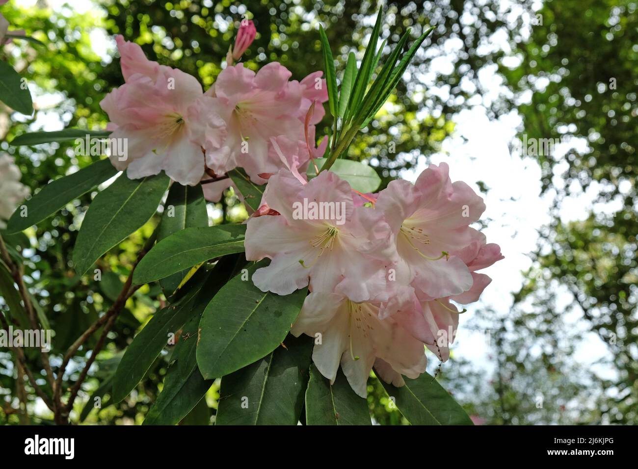 Pale pink Rhododendron 'Loderi Patience' in flower. Stock Photo