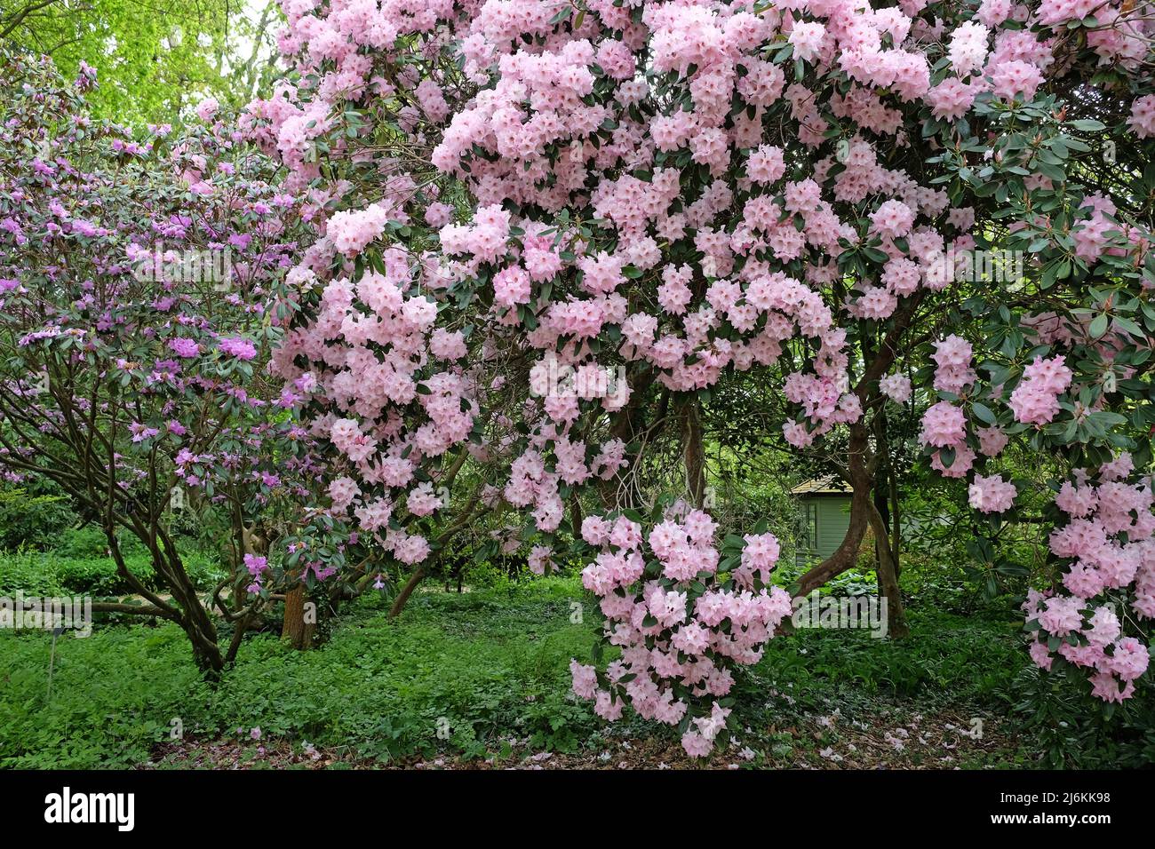 Pink Rhododendron ÔMrs Walter BurnsÕ in flower Stock Photo
