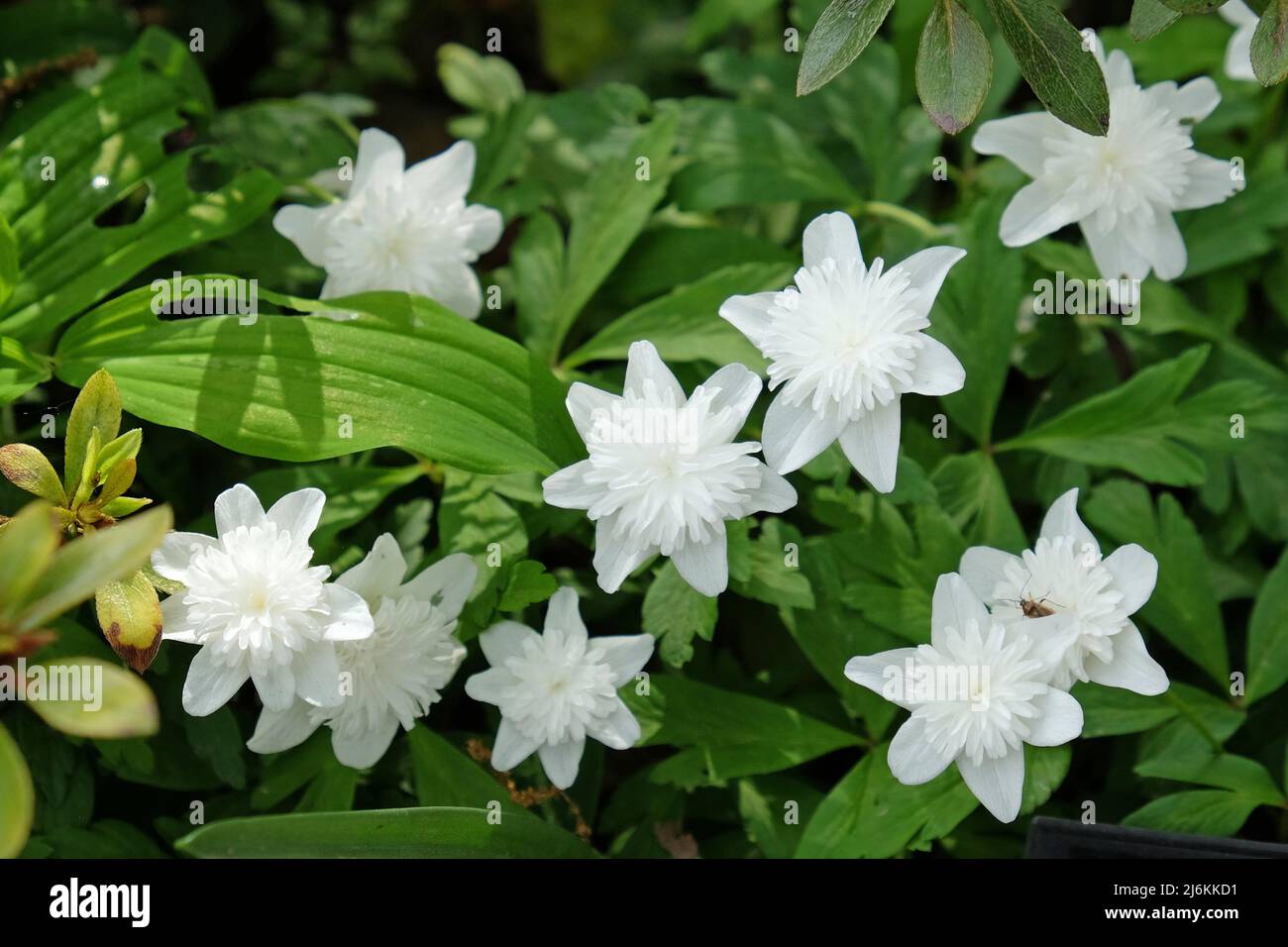 White double wood anemone Ô VestalÕ in flower Stock Photo Alamy