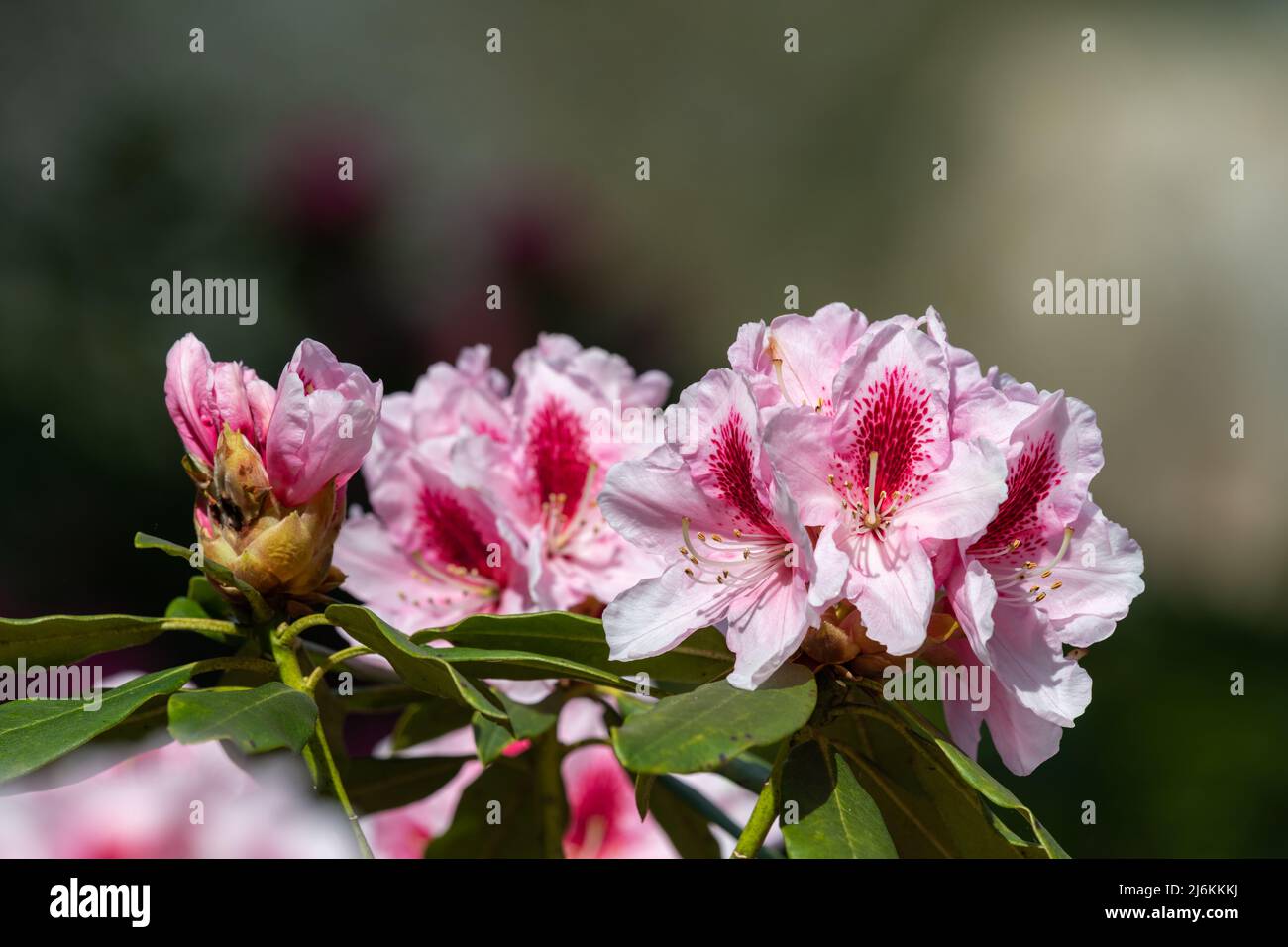 Pink Rhodos Close up of pink Rhododendron flowers in bloom Stock Photo - Alamy