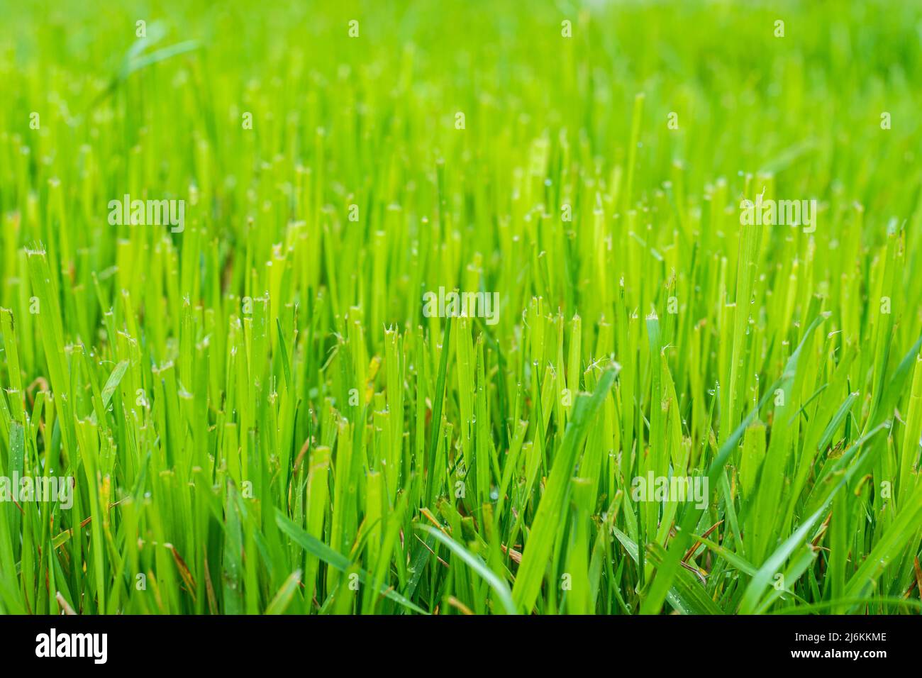 Large trimmed lawn hi-res stock photography and images - Alamy