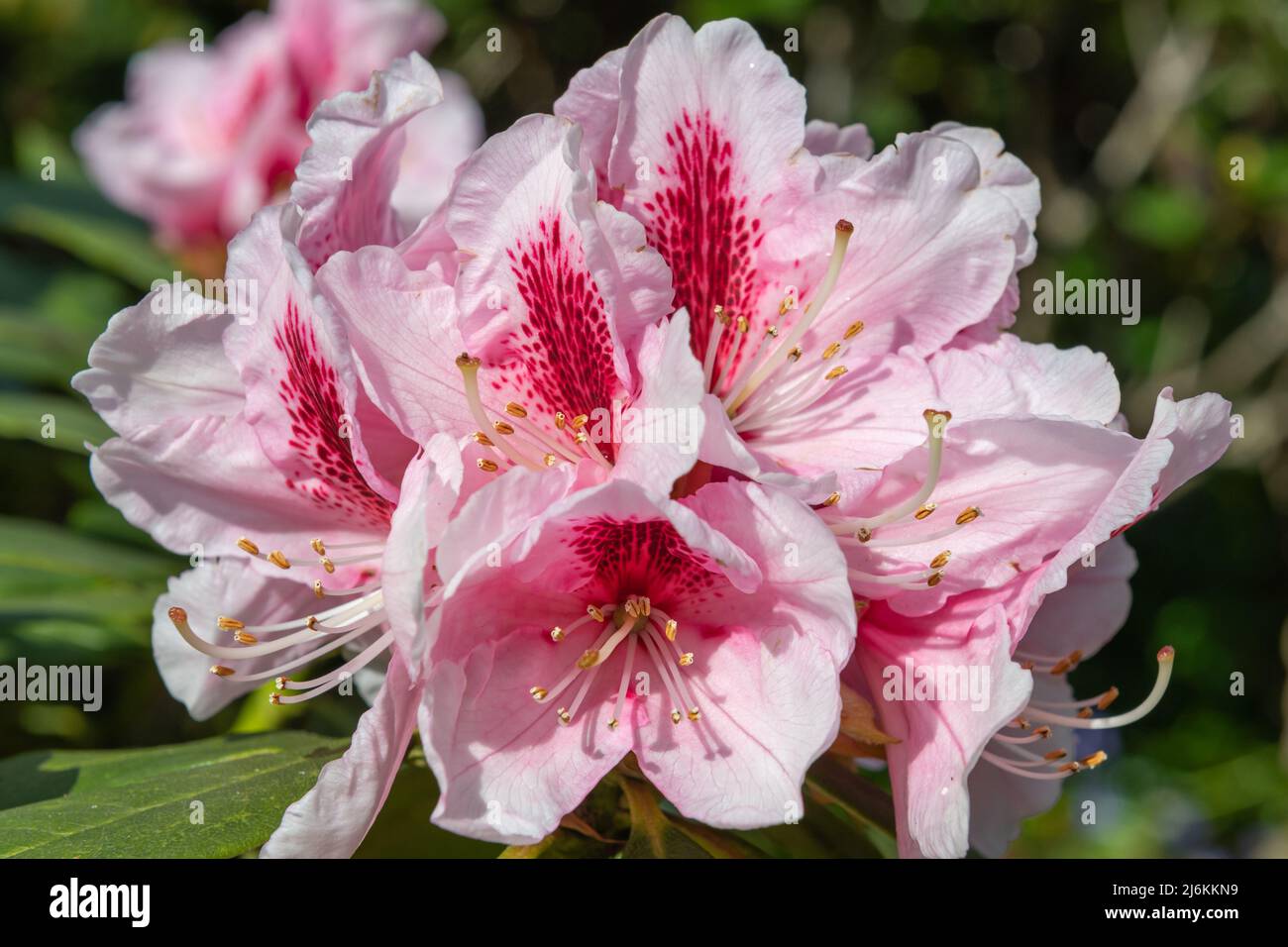 Pink Rhodos Close up of pink Rhododendron flowers in bloom Stock Photo - Alamy