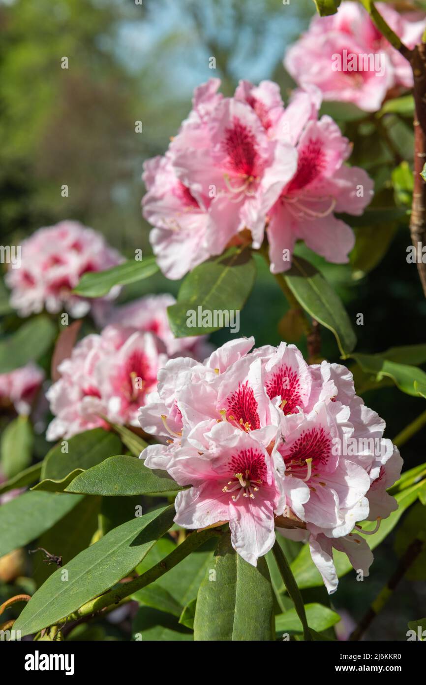 Close up of pink Rhododendron flowers in bloom Stock Photo - Alamy
