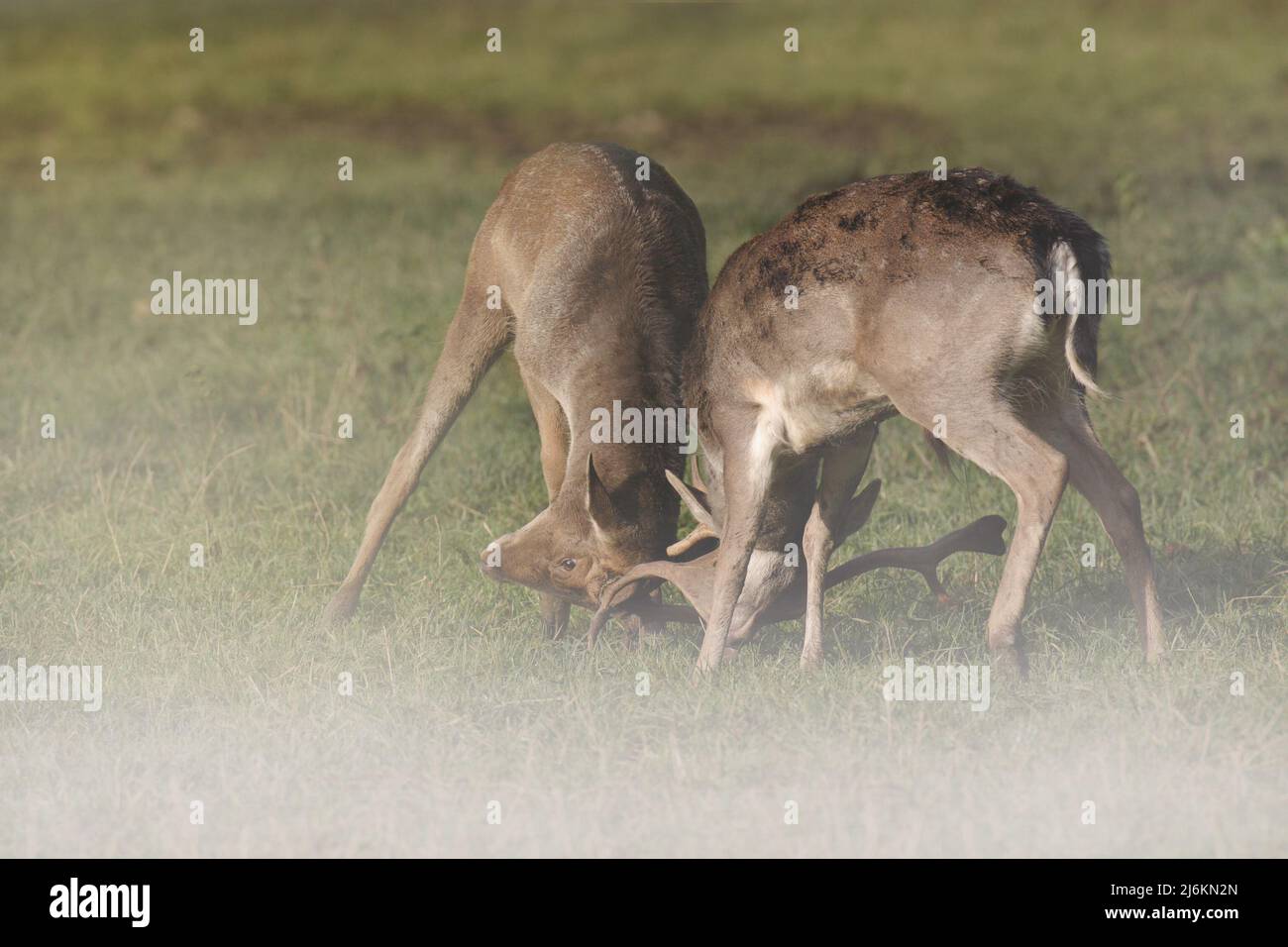 Young fallow deer fight in the fog. The fights during the rut are more for the young and inexperienced. Stock Photo