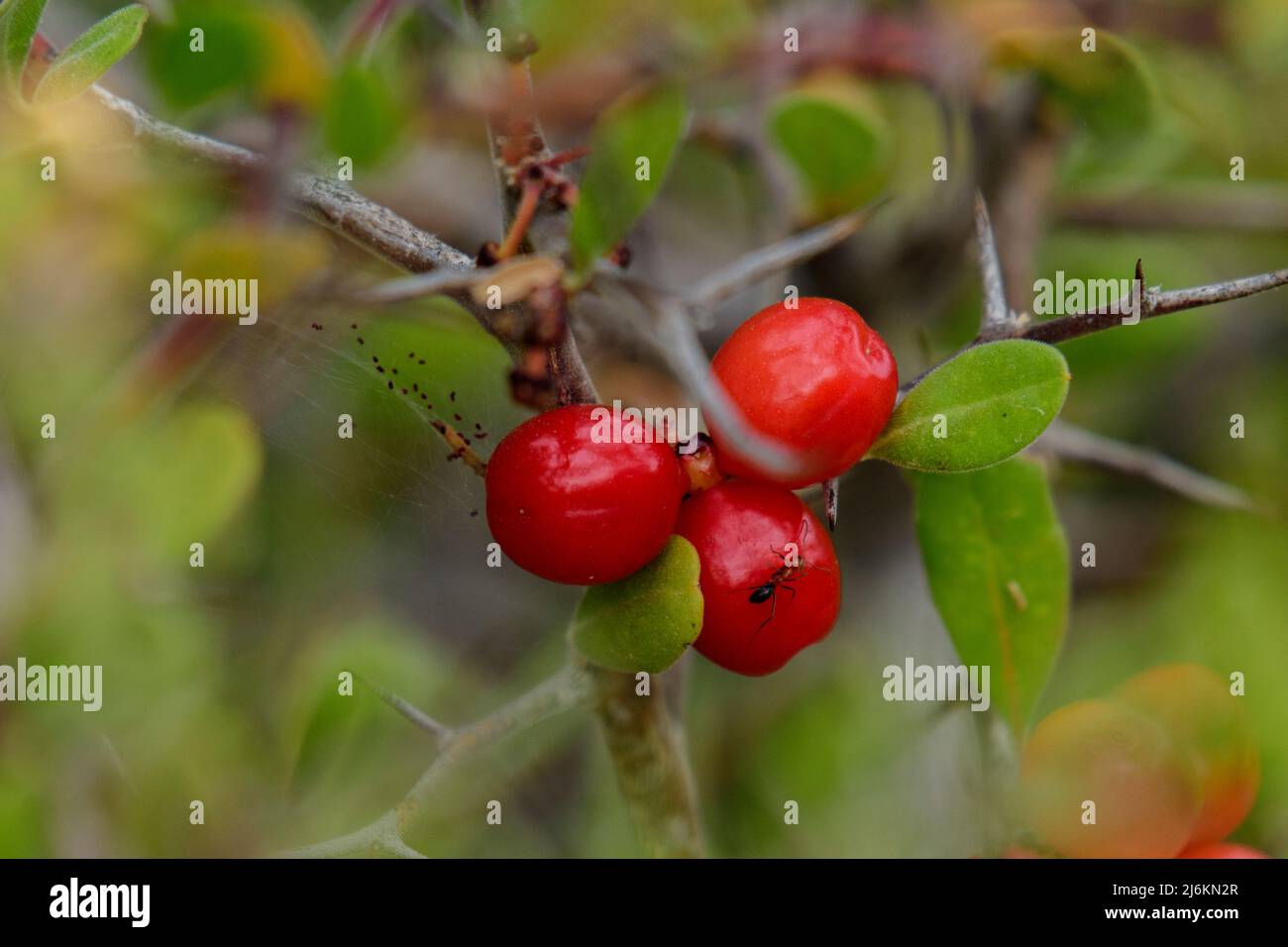 Mexico; Baja California Sur; El Sargento; Rancho Sur,  Spiny Redberry, Rhamnus crocea,Rhamnaceae Stock Photo