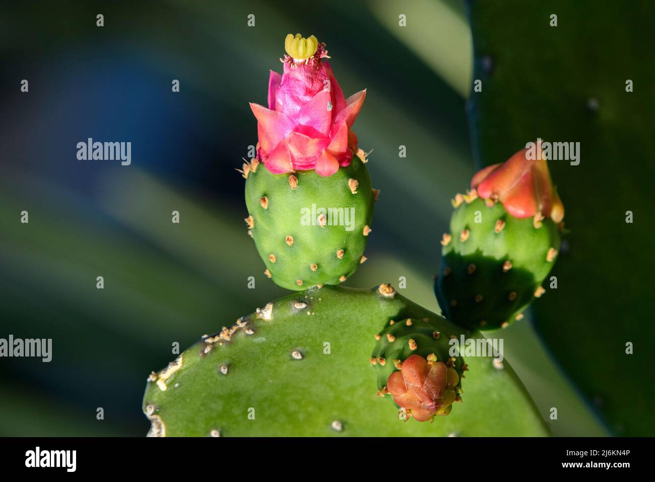 Mexico, Mexican, Baja California, Prickly pear, Opuntia, Nopal cactus