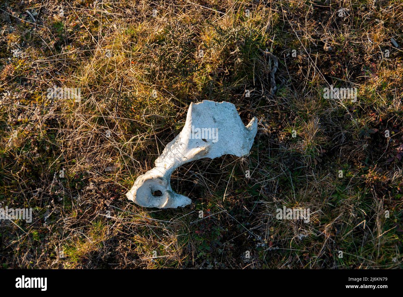 Cow bone, eaten by black vultures in a carrion dump Stock Photo Alamy