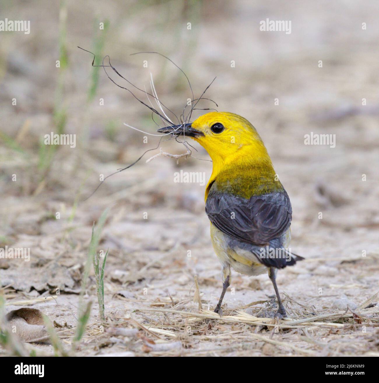 Prothonotary Warbler (Protonotaria citrea) female collecting nesting material, Brazos Bend State Park, Needville, Texas, USA. Stock Photo