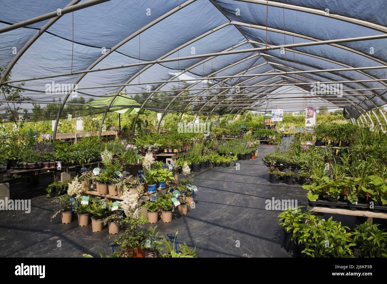 Plant production inside a commercial greenhouse in late spring Stock ...