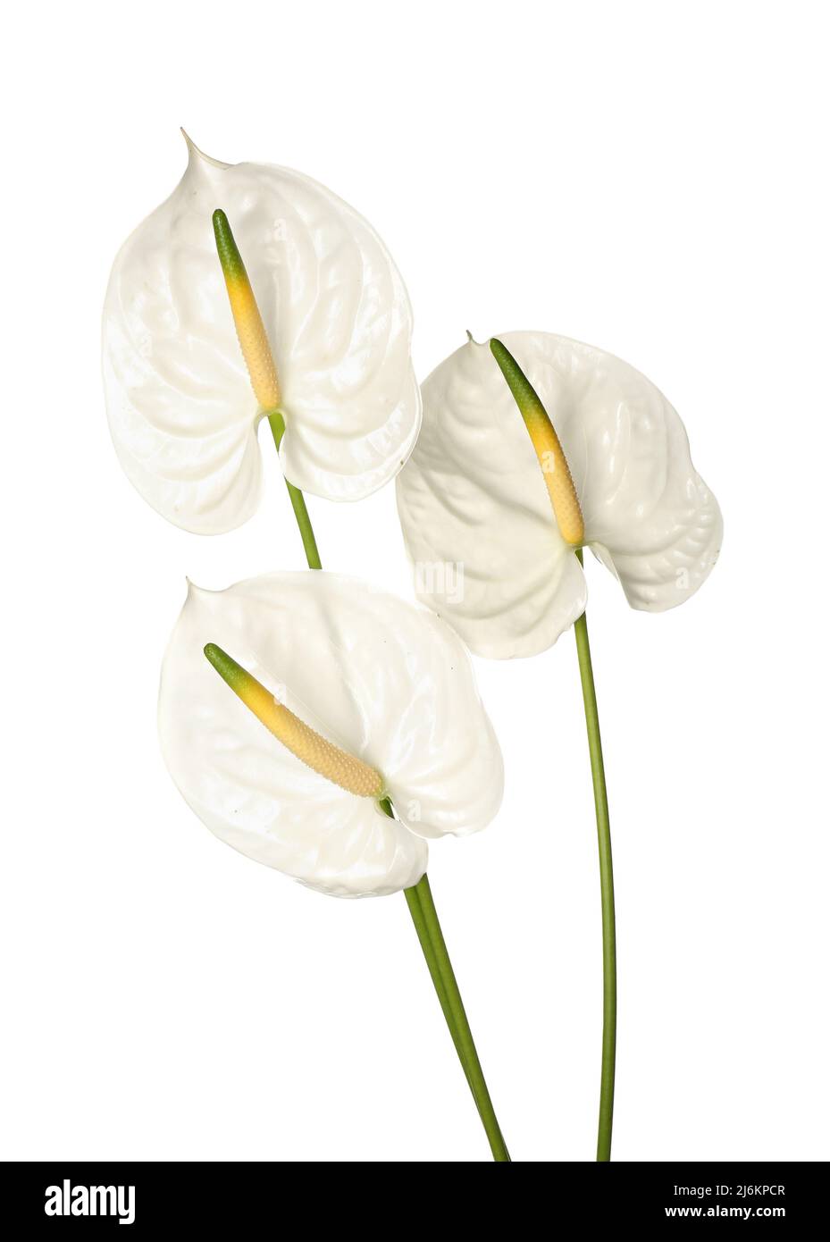 Anthurium tropical flowers hi-res stock photography and images - Page 12 -  Alamy