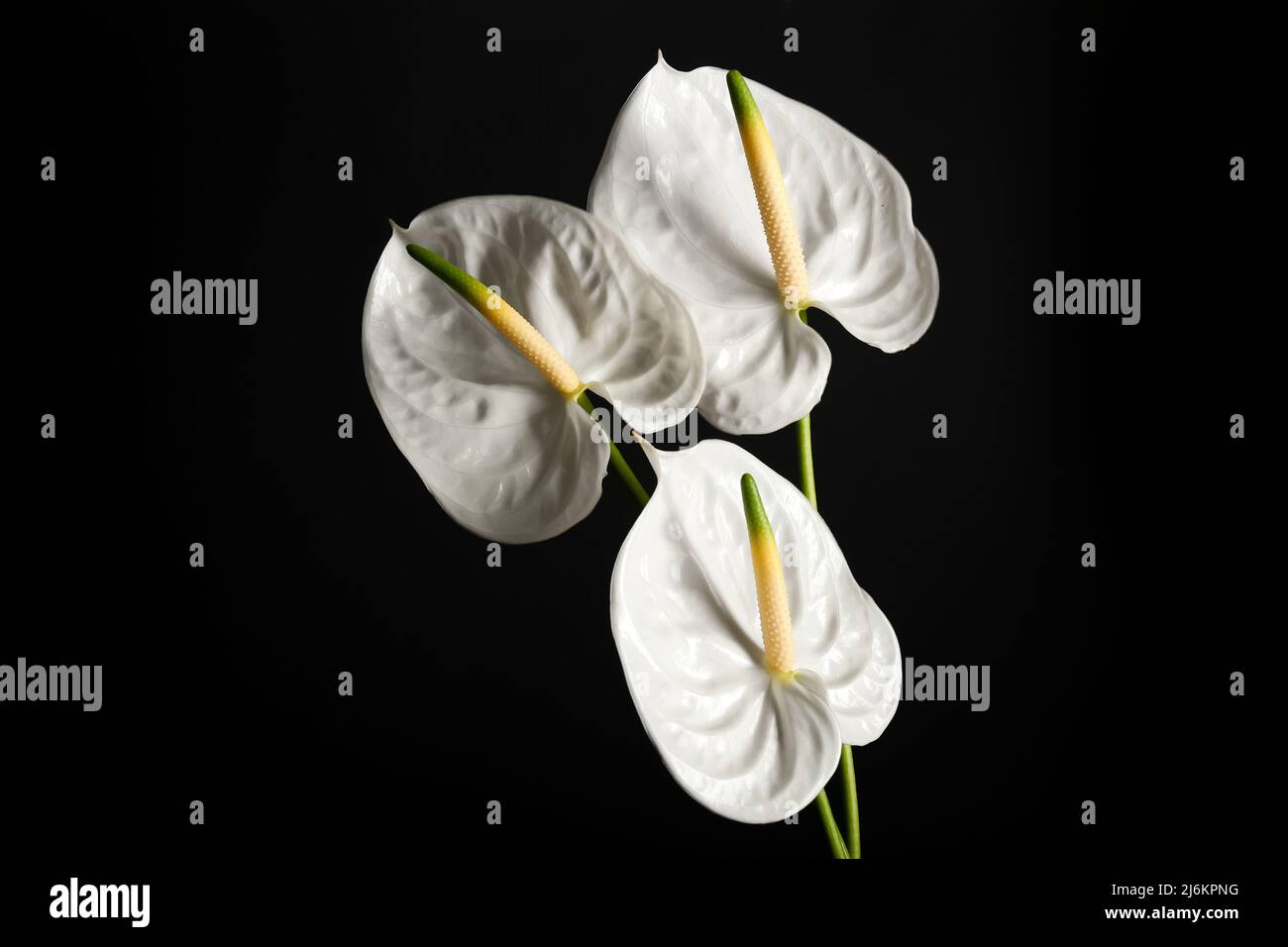 Beautiful anthurium flowers on black background Stock Photo - Alamy