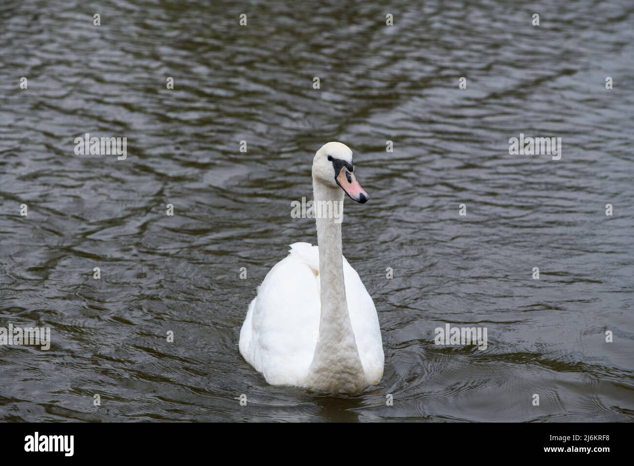 Graceful white Swan swimming in the lake, swans in the wild. The mute