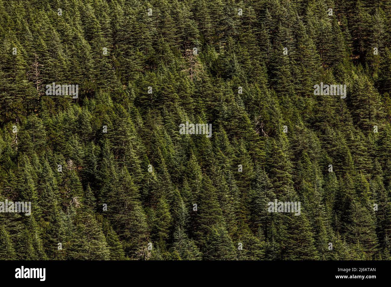 Close-up shot of cedar forest in Antalya - Turkey Stock Photo