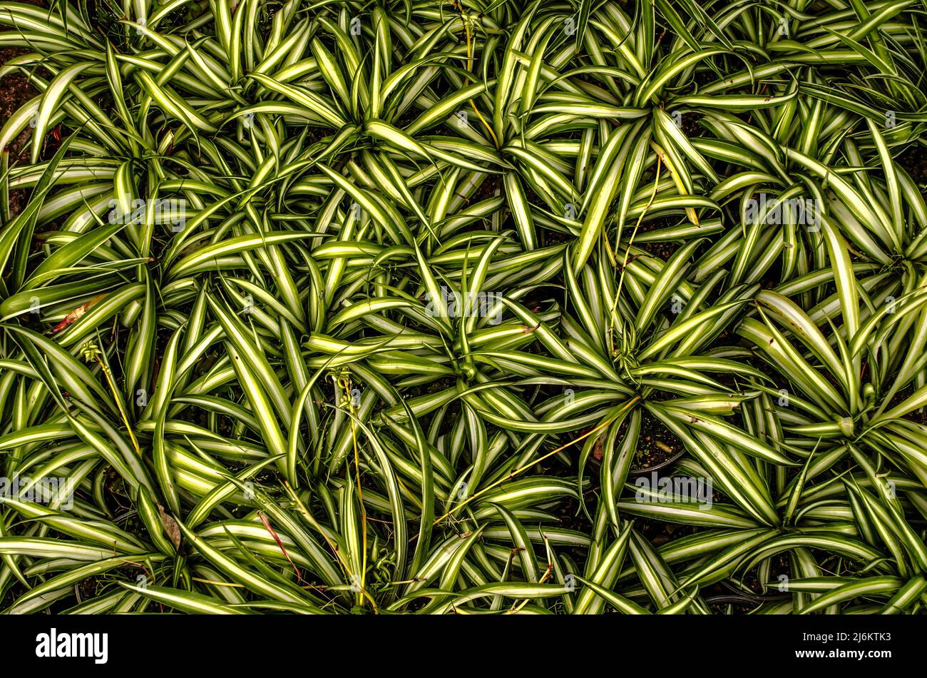 Variegated background of common chlorophytum with whitegreen drooping