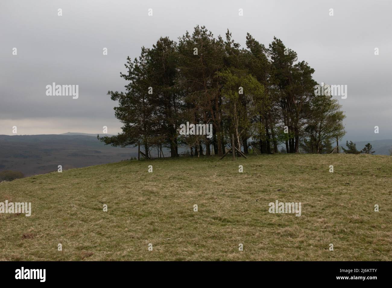 Scotts Pine used as a landmark for drovers near to Builth Wells, Powys, Wales, UK Stock Photo