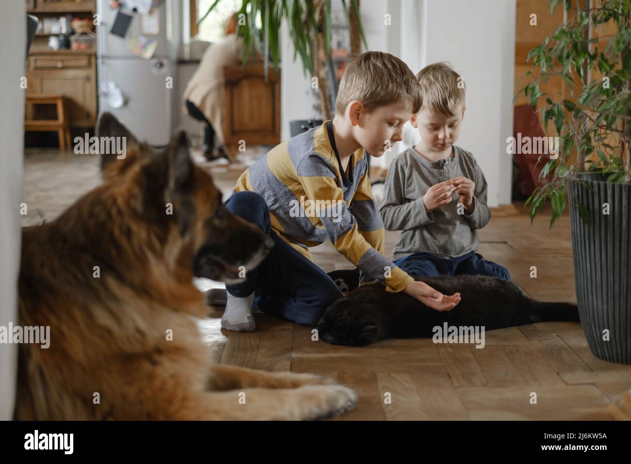 Kids playing, stroking black cat while German Shepherd dog sitting near at home. Children having pets and taking care of them Stock Photo