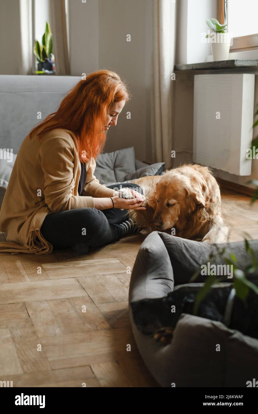 Ginger haired Woman with old dogs cuddling on the floor Pets friends at