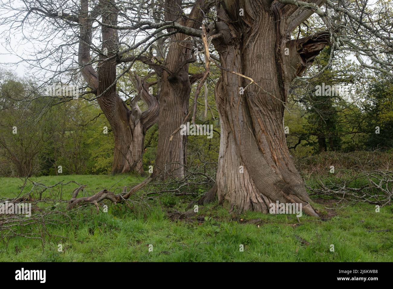 Three old trees, Boughrood, Powys, Wales, UK Stock Photo