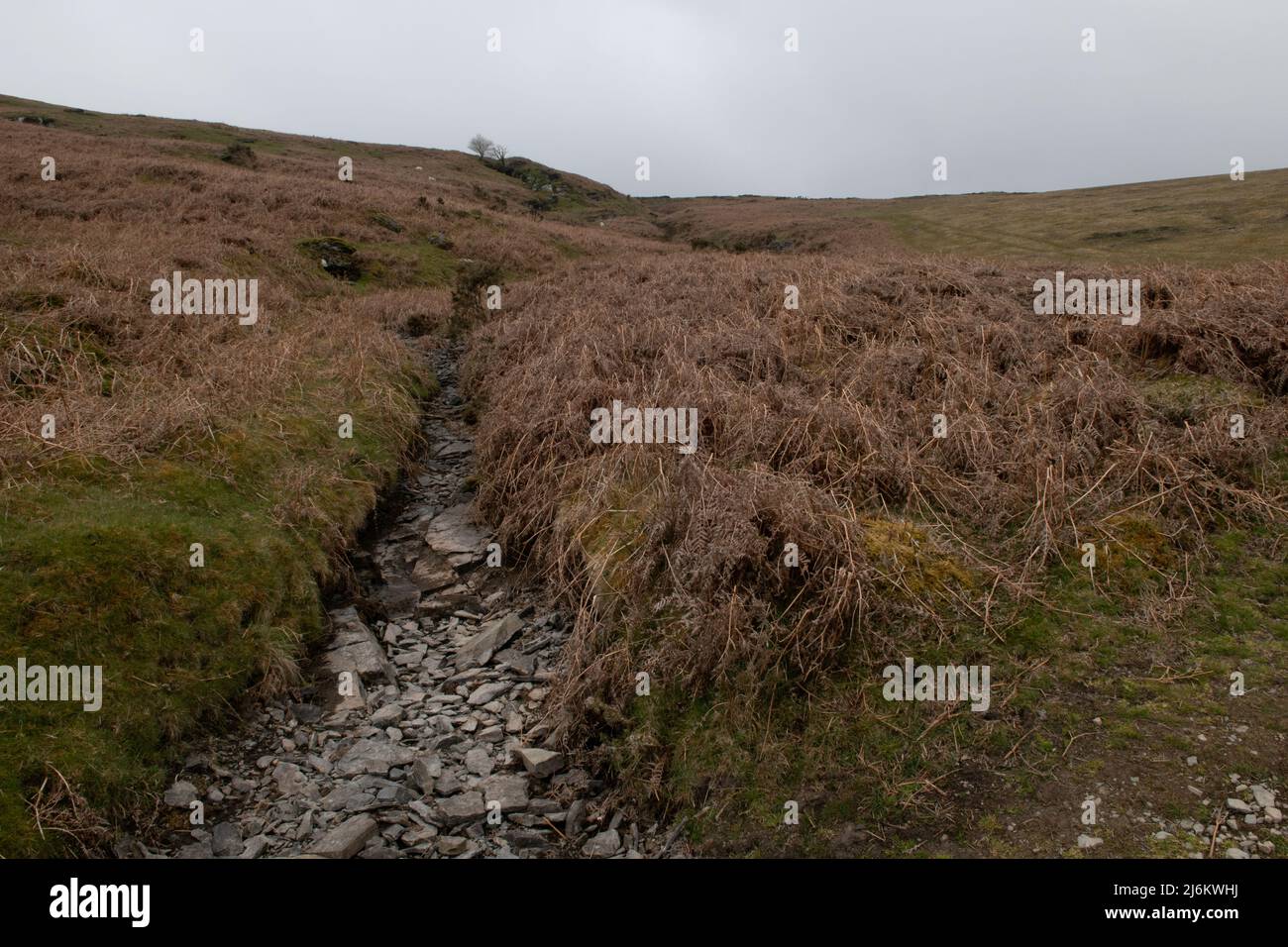 Dry stream bed, Pant-y-llyn Hill, Powys, Wales. Stock Photo