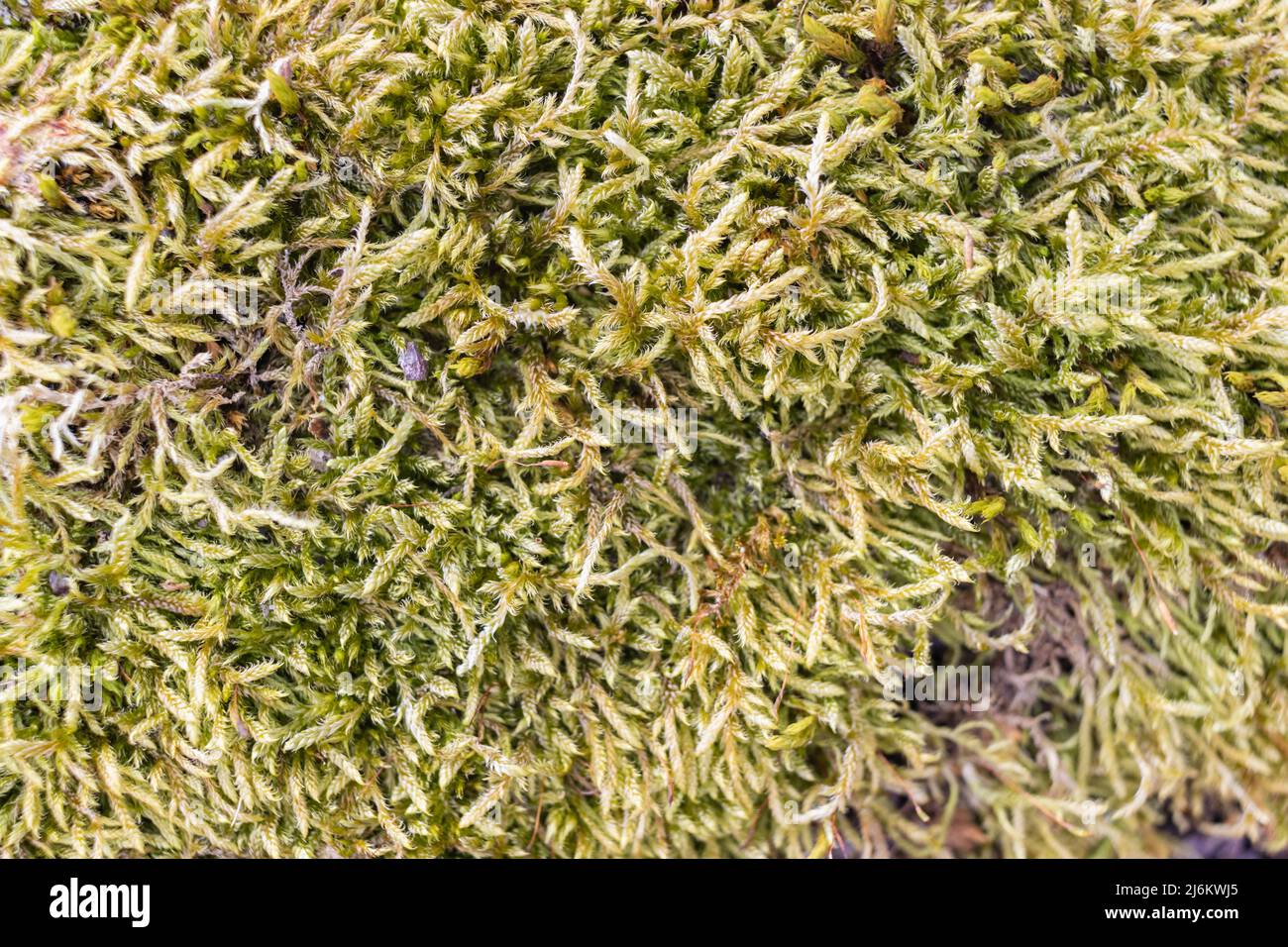 Close up of Moss on tree. Nature life background. Close Up of Tree Bark with Moss Stock Photo